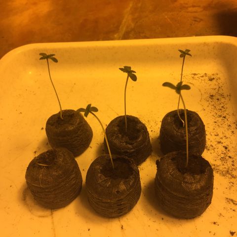 Gorilla Glue #4 growlog photo