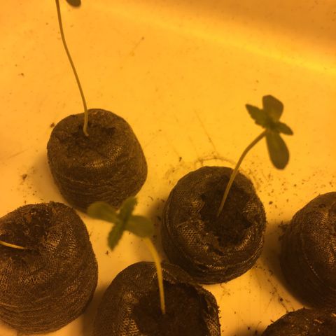 Gorilla Glue #4 growlog photo