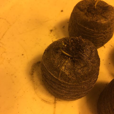 Gorilla Glue #4 growlog timeline photo