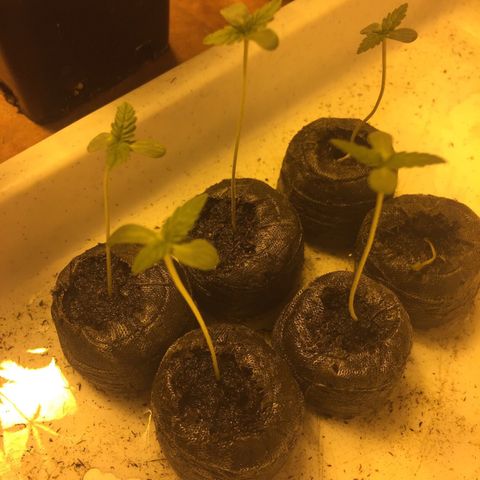 Gorilla Glue #4 growlog timeline photo
