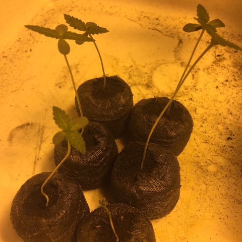 Gorilla Glue #4 growlog timeline photo