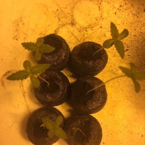 Gorilla Glue #4 growlog timeline photo