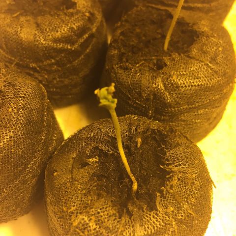Gorilla Glue #4 growlog timeline photo