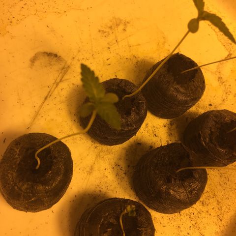 Gorilla Glue #4 growlog timeline photo