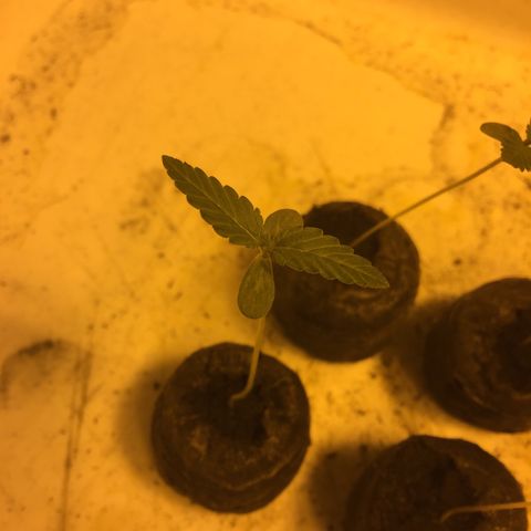 Gorilla Glue #4 growlog timeline photo