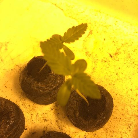 Gorilla Glue #4 growlog timeline photo