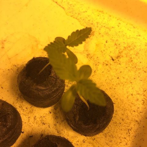 Gorilla Glue #4 growlog timeline photo