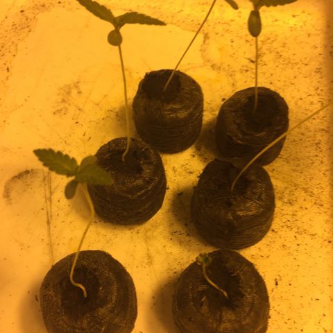 Gorilla Glue #4 growlog timeline photo