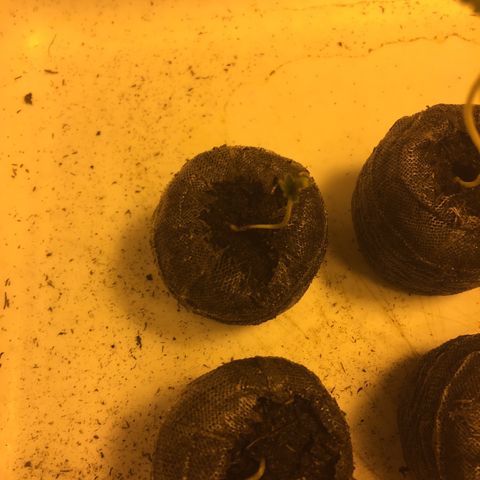 Gorilla Glue #4 growlog timeline photo