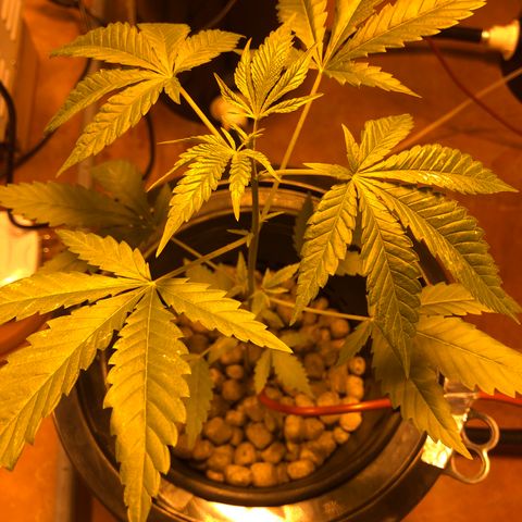 GG4 A growlog photo: Segundo día en su nuevo contenedor, ha reaccionado muy bien