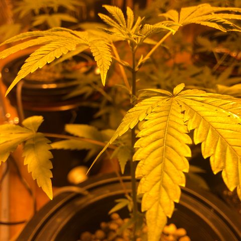 GG4 A growlog photo: Un poco amarillenta, corregir con Super Thrive 