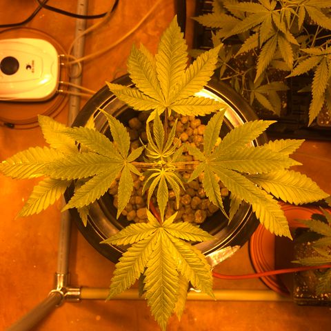 GG4 A growlog photo: Un poco amarillenta, corregir con Super Thrive 