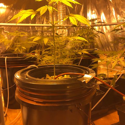GG4 A growlog photo: Un poco amarillenta, corregir con Super Thrive 