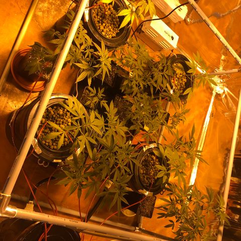 Gorilla Glue #4 growlog timeline photo