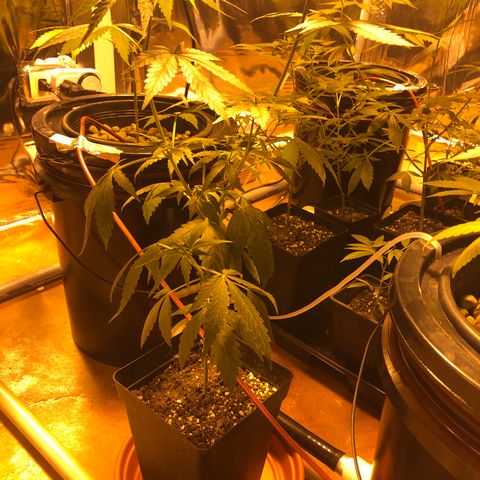 Gorilla Glue #4 growlog timeline photo