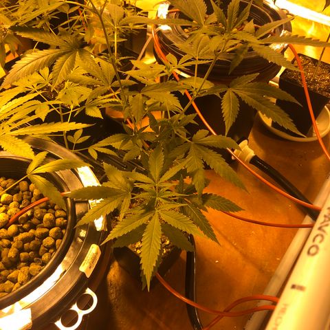 Gorilla Glue #4 growlog timeline photo