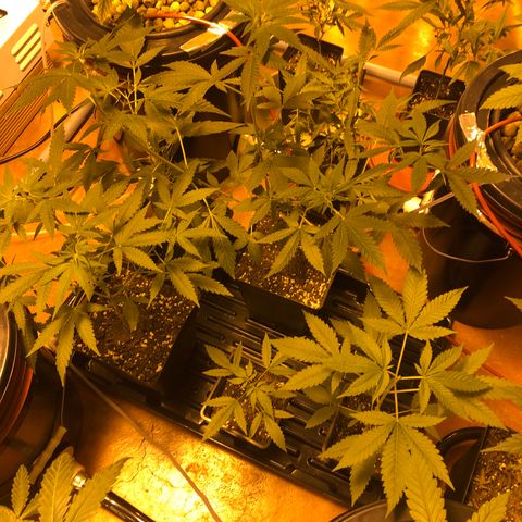 Gorilla Glue #4 growlog timeline photo
