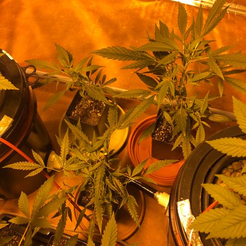 Gorilla Glue #4 growlog timeline photo