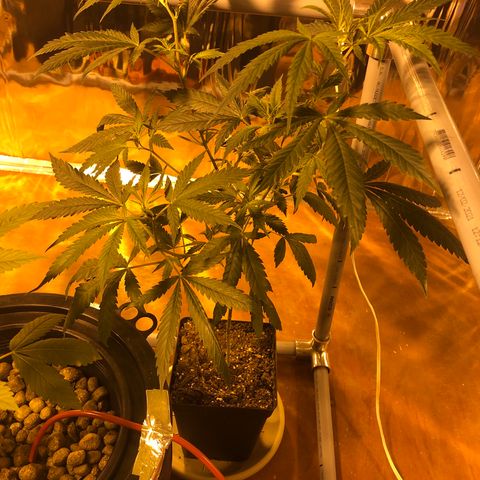 Gorilla Glue #4 growlog timeline photo