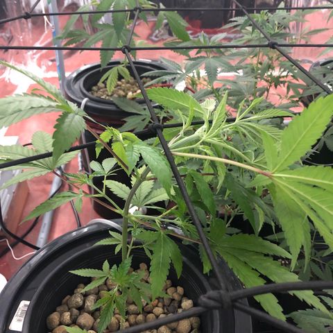 Gorilla Glue #4 growlog photo: Colocación de malla scrog LST