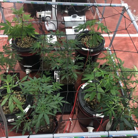 Gorilla Glue #4 growlog photo: Colocación de malla scrog LST
