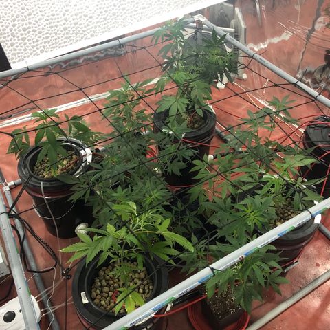 Gorilla Glue #4 growlog photo: Colocación de malla scrog LST