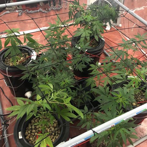 Gorilla Glue #4 growlog timeline photo