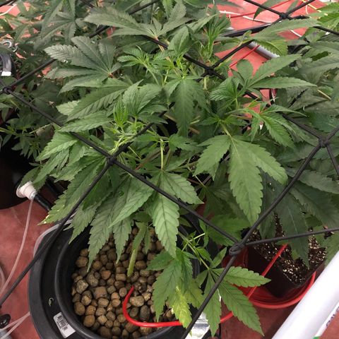 GG4 A growlog timeline photo