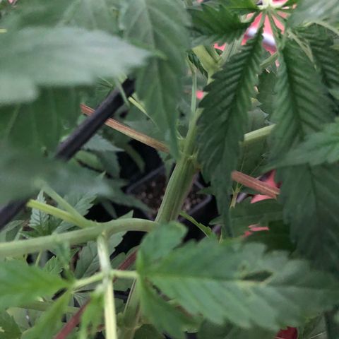 GG4 A growlog timeline photo