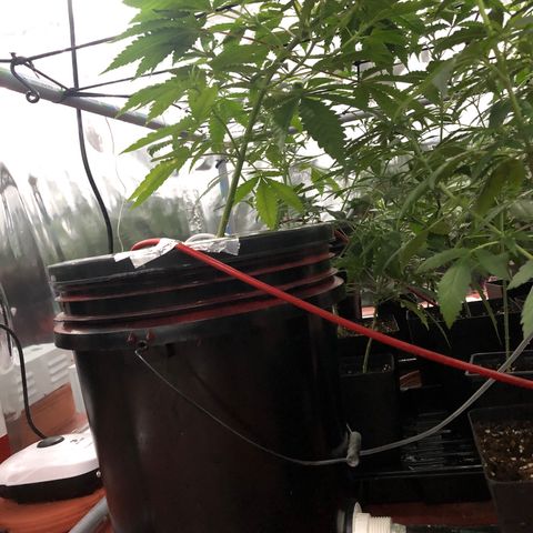 GG4 A growlog timeline photo
