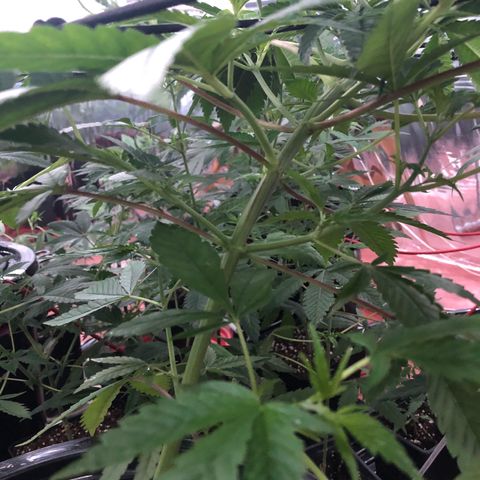 GG4 A growlog timeline photo