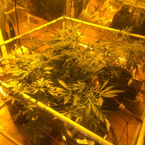 Gorilla Glue #4 growlog timeline photo