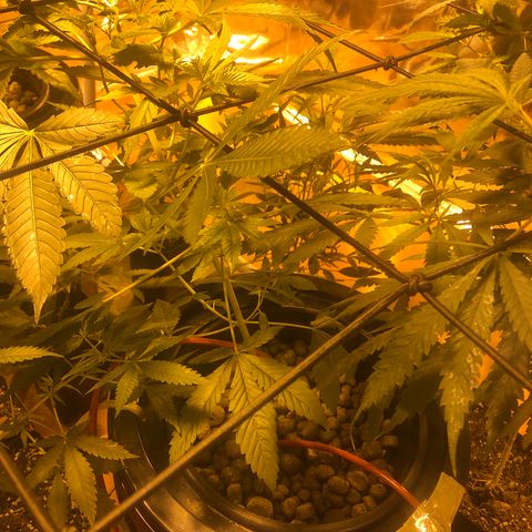 Gorilla Glue #4 growlog timeline photo