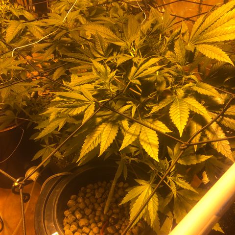 Gorilla Glue #4 growlog timeline photo
