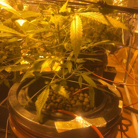 Gorilla Glue #4 growlog timeline photo