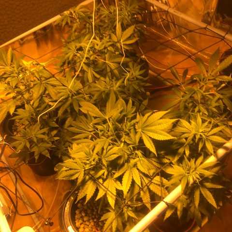 Gorilla Glue #4 growlog timeline photo