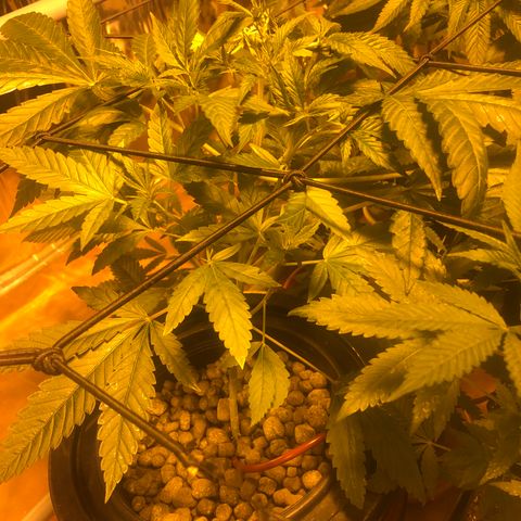 Gorilla Glue #4 growlog timeline photo