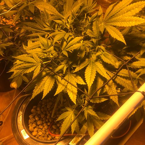 GG4 A growlog timeline photo