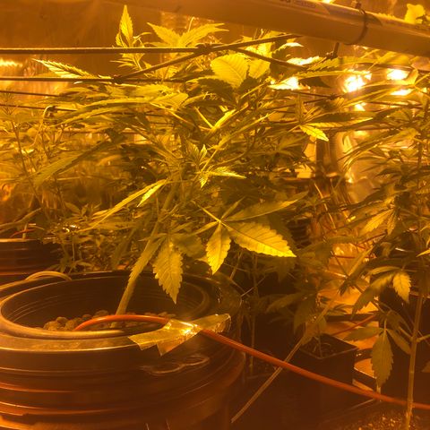 GG4 A growlog timeline photo