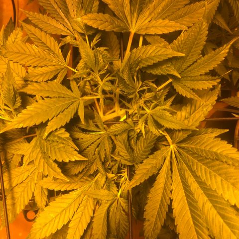 GG4 A growlog timeline photo