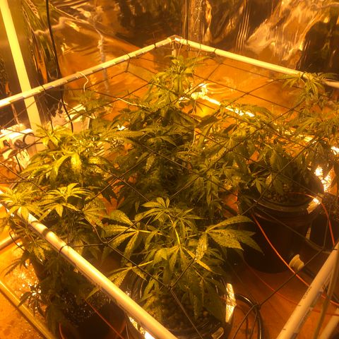 Gorilla Glue #4 growlog timeline photo