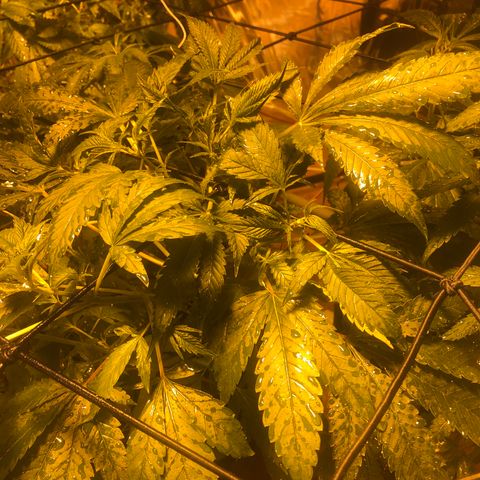 Gorilla Glue #4 growlog timeline photo