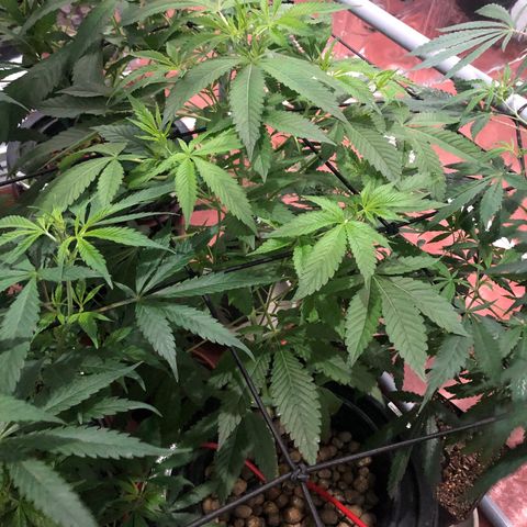 Gorilla Glue #4 growlog timeline photo