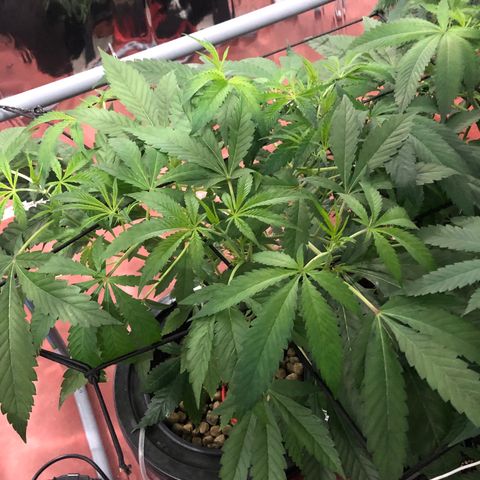 Gorilla Glue #4 growlog timeline photo