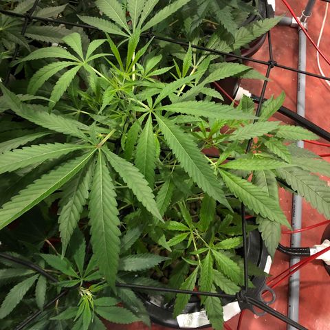 Gorilla Glue #4 growlog timeline photo