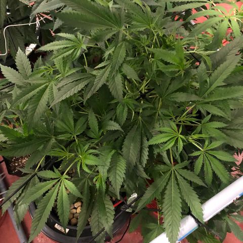 Gorilla Glue #4 growlog timeline photo