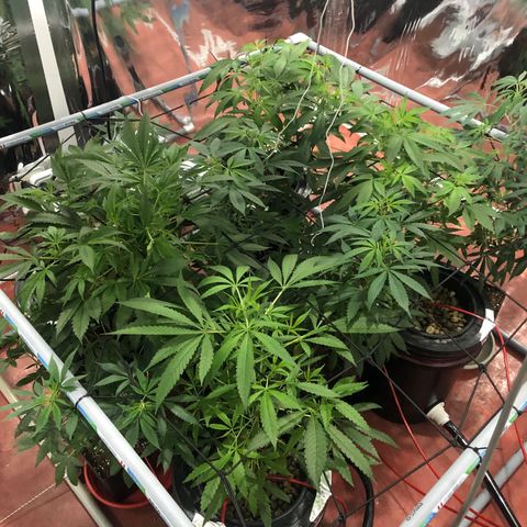 Gorilla Glue #4 growlog timeline photo