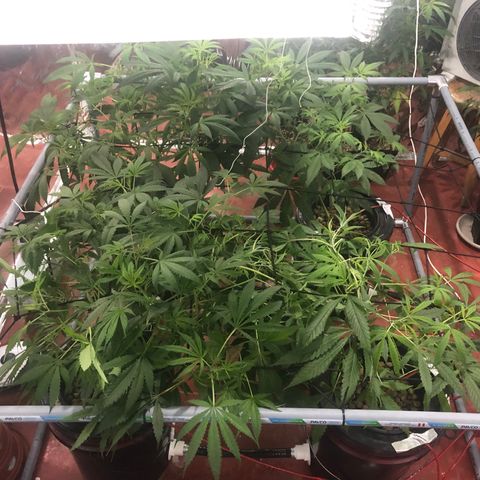 Gorilla Glue #4 growlog photo: Cambio de fotoperiodo a floración 