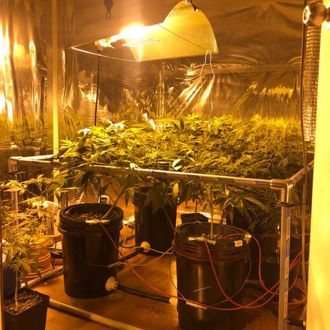 Gorilla Glue #4 growlog photo: Cambio de fotoperiodo a floración 