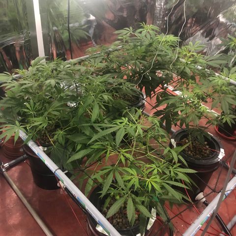 Gorilla Glue #4 growlog photo: Cambio de fotoperiodo a floración 